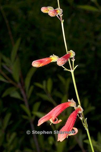 penstemon rostriflorus 4 graphic